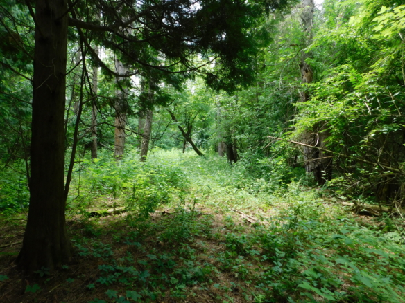 MLS 297241 — V/L Robson Rd., Bath — $140,000